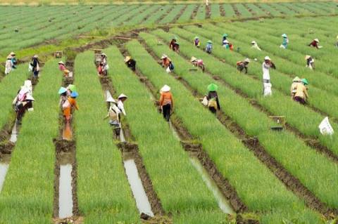 Gambar Paguyuban Tani - KibrisPDR
