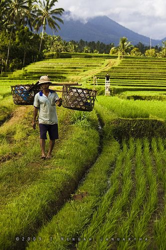 Gambar Pak Tani Di Sawah - KibrisPDR