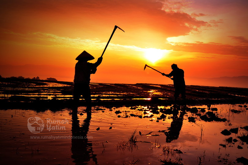 Detail Gambar Pak Tani Di Sawah Nomer 30