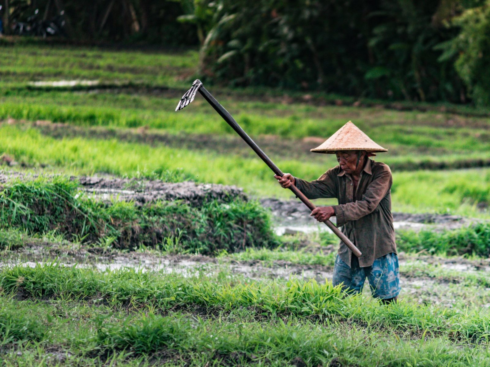 Detail Gambar Pak Tani Di Sawah Nomer 40