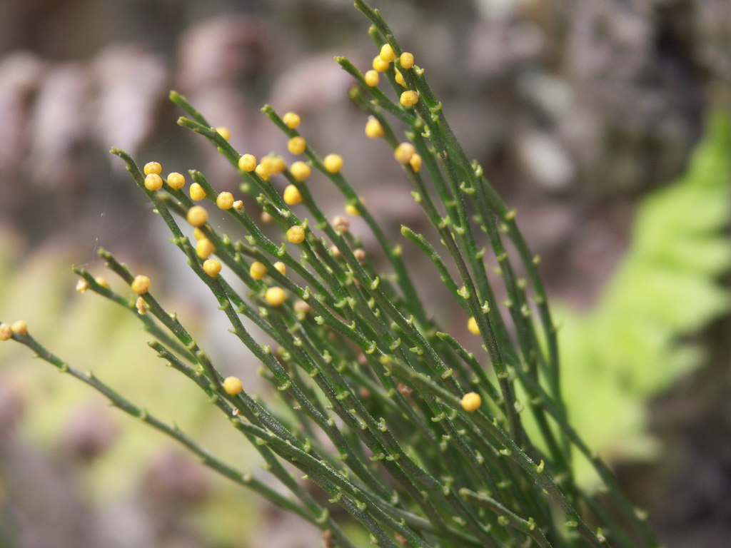 Detail Gambar Paku Psilotum Nomer 10