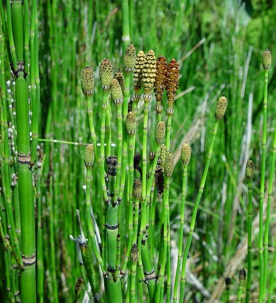 Detail Gambar Paku Psilotum Nomer 21