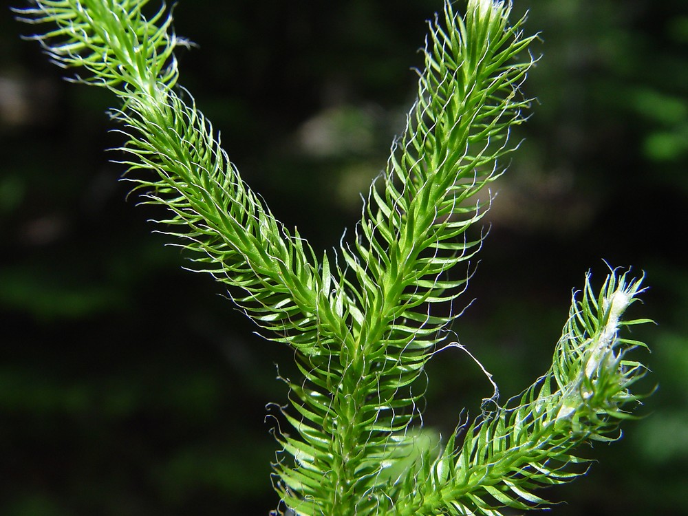 Detail Gambar Paku Psilotum Nomer 30