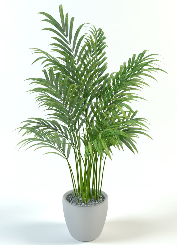 Gambar Palm Pot - KibrisPDR