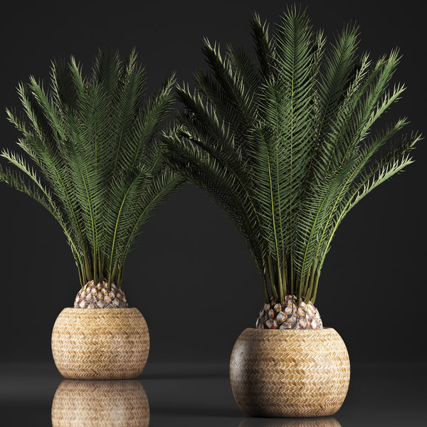 Detail Gambar Palm Pot Nomer 12