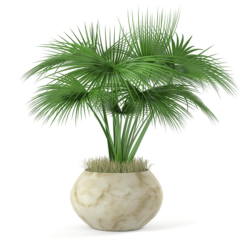 Detail Gambar Palm Pot Nomer 13