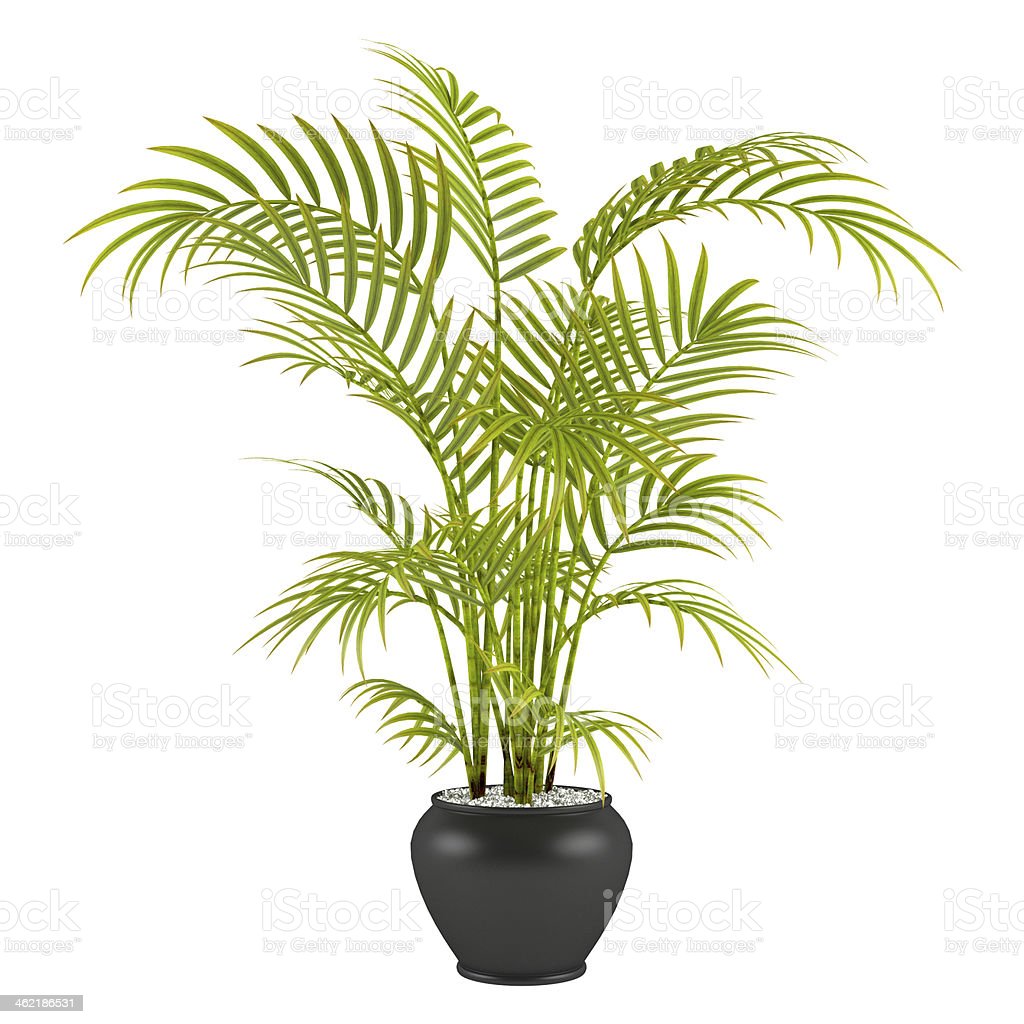 Detail Gambar Palm Pot Nomer 16