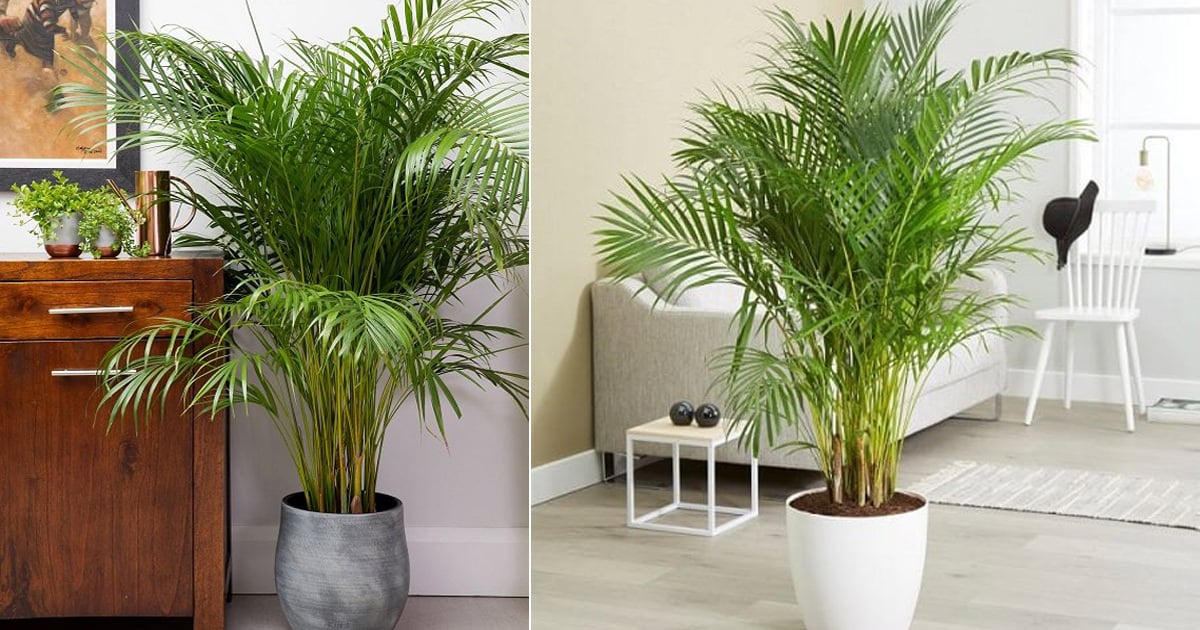 Detail Gambar Palm Pot Nomer 22