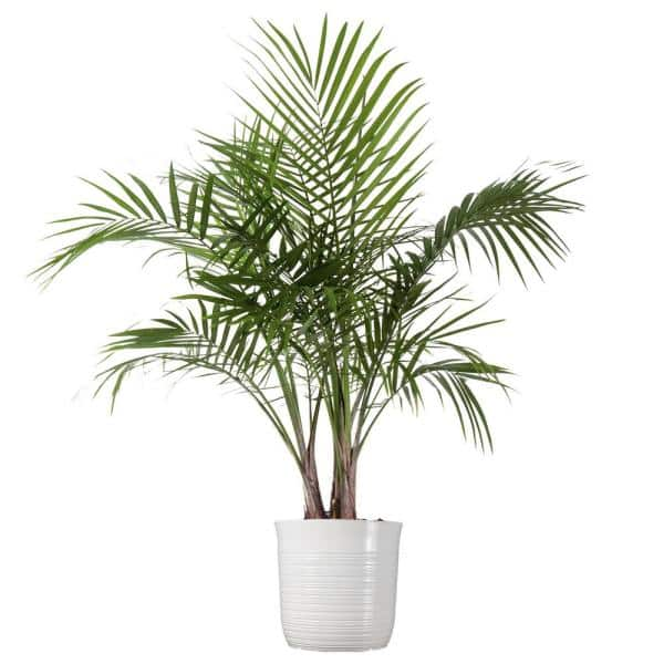 Detail Gambar Palm Pot Nomer 24