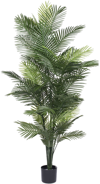 Detail Gambar Palm Pot Nomer 28