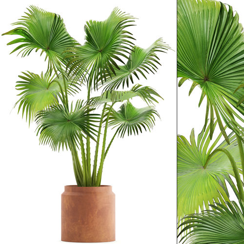 Detail Gambar Palm Pot Nomer 29