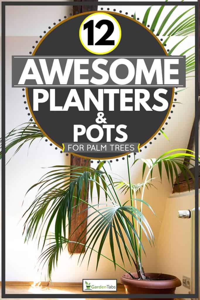 Detail Gambar Palm Pot Nomer 31