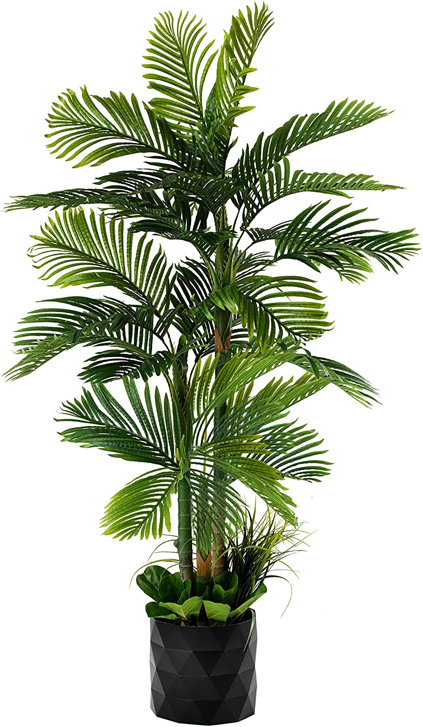 Detail Gambar Palm Pot Nomer 43