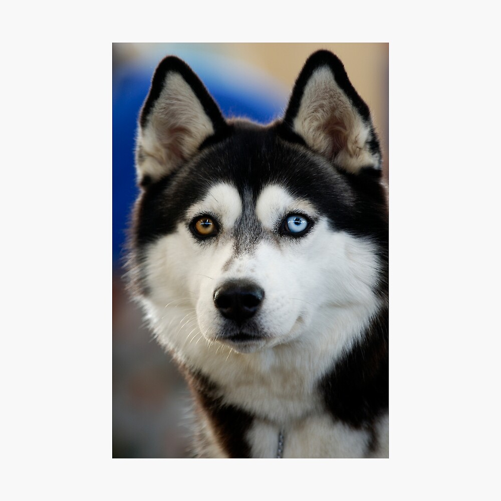 Detail Husky Welpen Blaue Augen Nomer 13