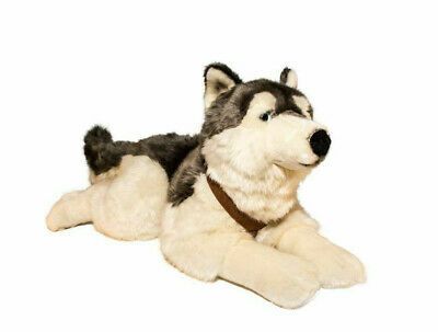 Detail Husky Welpen Blaue Augen Nomer 18