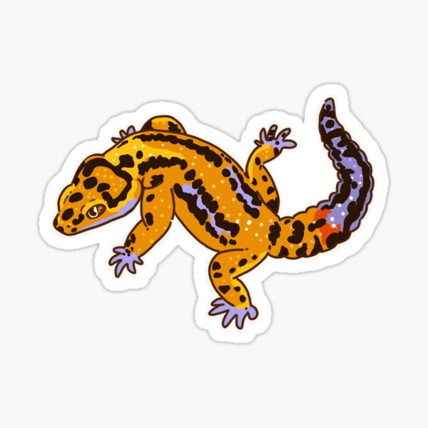 Detail Leopardgecko Blau Nomer 4