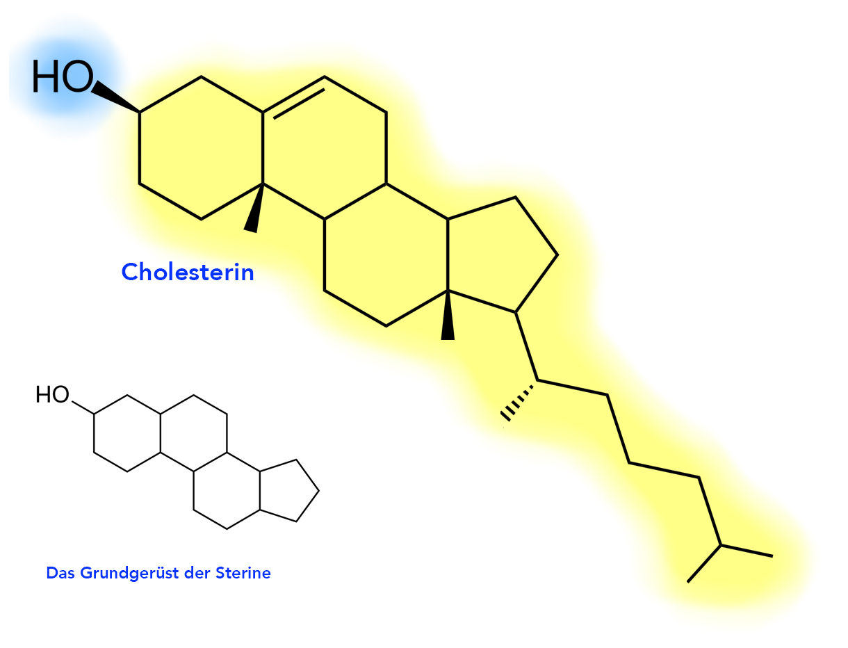 Detail Triglyceride Strukturformel Nomer 5