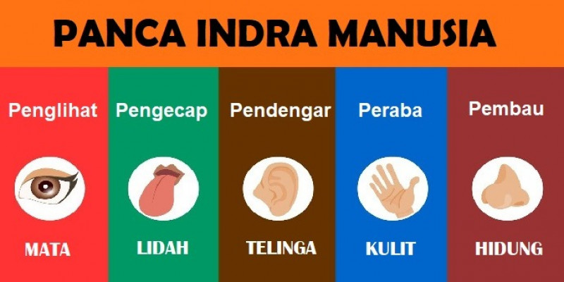 Detail Gambar Panca Indera Nomer 12