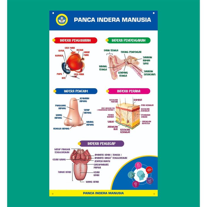 Detail Gambar Panca Indera Nomer 31