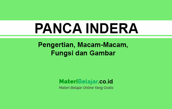 Detail Gambar Panca Indera Nomer 36