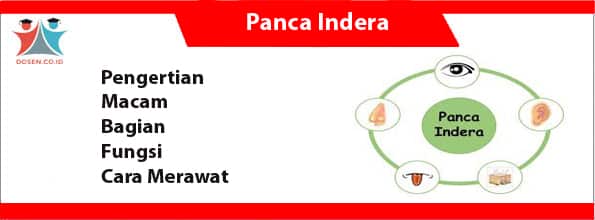 Detail Gambar Panca Indera Nomer 55