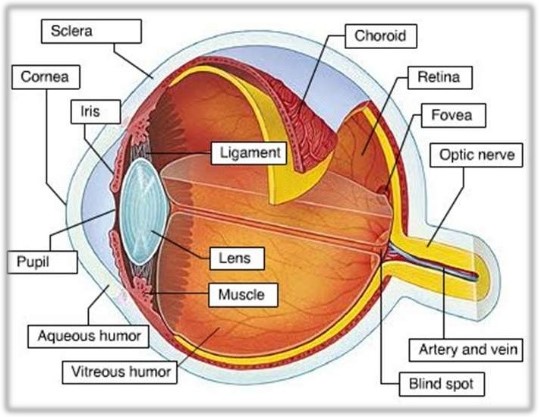 Gambar Panca Indera Mata - KibrisPDR