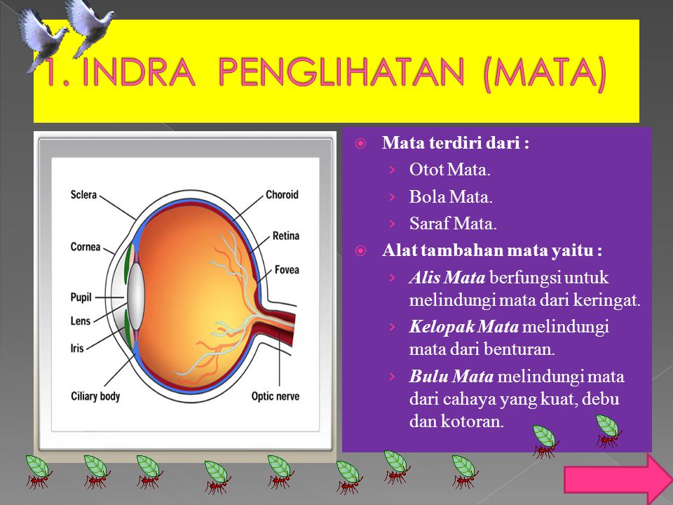 Detail Gambar Panca Indera Mata Nomer 28