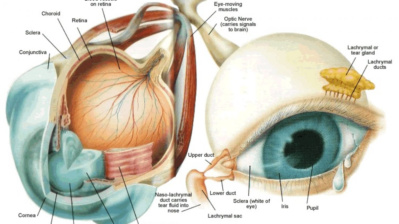 Detail Gambar Panca Indera Mata Nomer 48