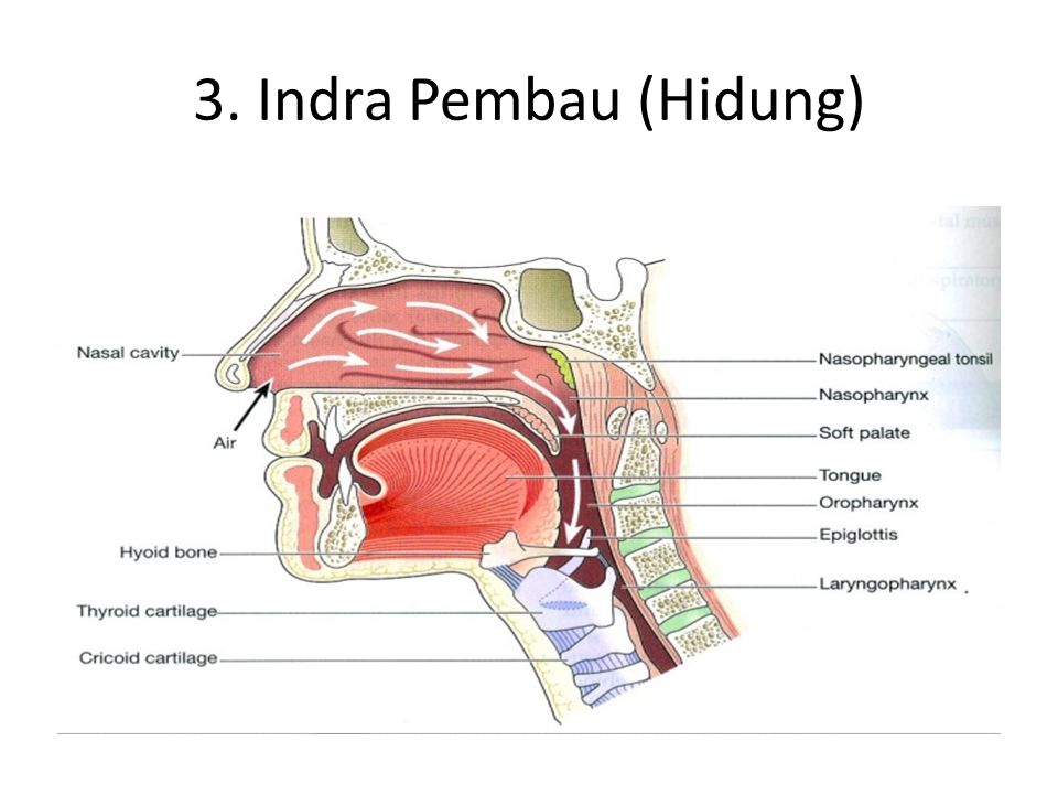 Detail Gambar Panca Indra Hidung Nomer 29