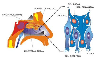 Detail Gambar Panca Indra Hidung Nomer 30