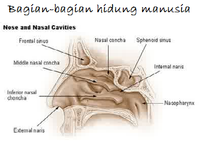 Detail Gambar Panca Indra Hidung Nomer 33