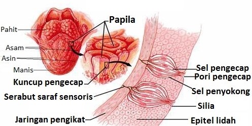 Detail Gambar Panca Indra Hidung Nomer 36