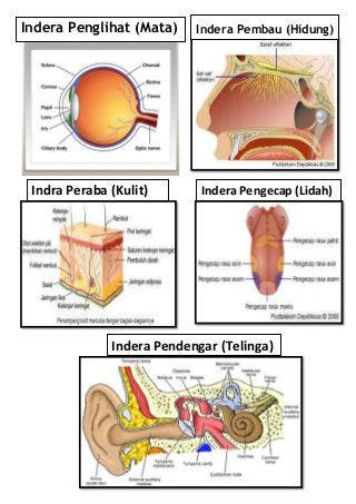 Detail Gambar Panca Indra Hidung Nomer 39