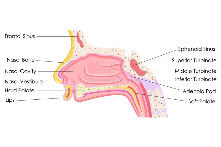 Detail Gambar Panca Indra Hidung Nomer 7