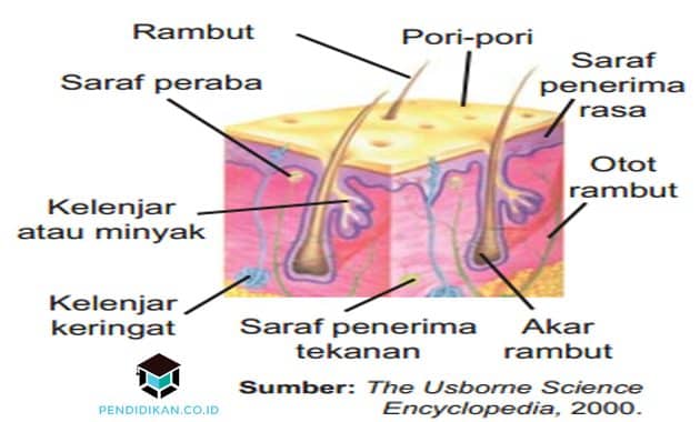 Detail Gambar Panca Indra Kulit Nomer 2