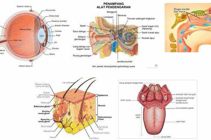 Detail Gambar Panca Indra Kulit Nomer 26