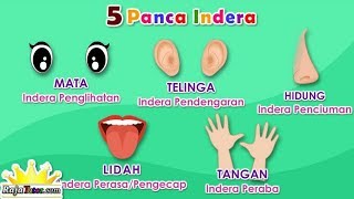 Detail Gambar Panca Indra Kulit Nomer 50