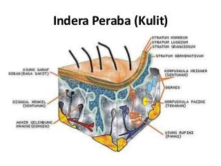 Detail Gambar Panca Indra Kulit Nomer 6