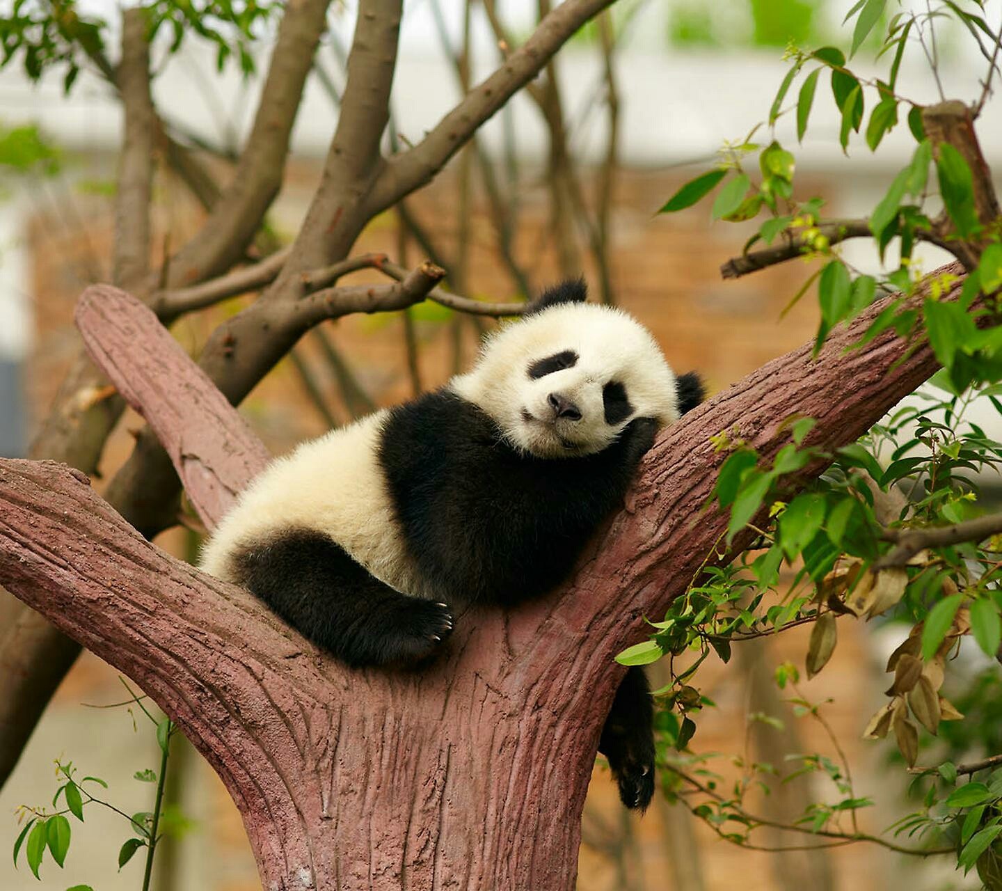 Detail Gambar Panda Asli Nomer 6