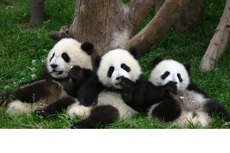 Detail Gambar Panda Comel Nomer 8