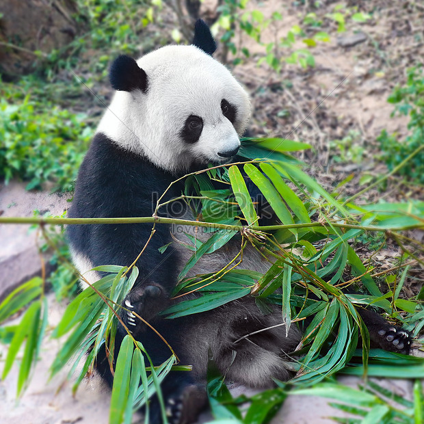 Detail Gambar Panda Dan Bambu Nomer 44