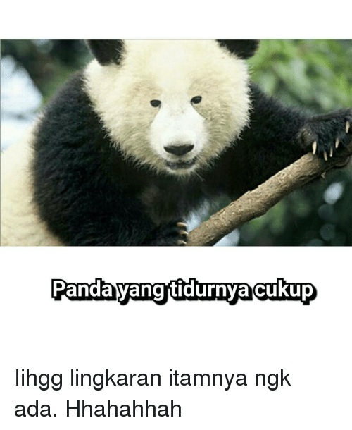 Detail Gambar Panda Dengan Lingkaran Nomer 38