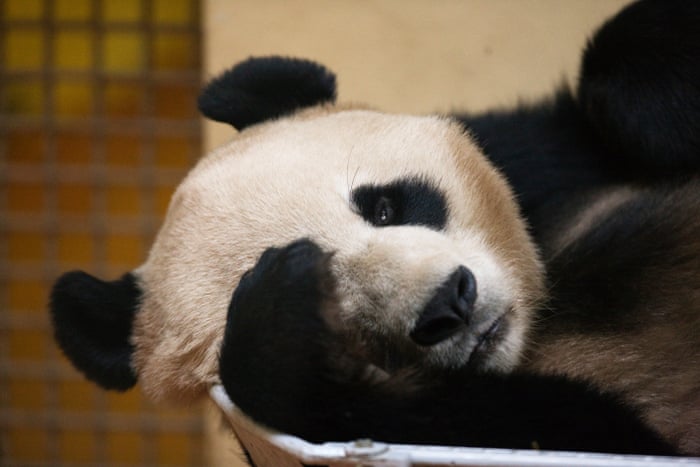 Download Gambar Panda Galau Nomer 31