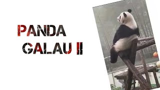 Detail Gambar Panda Galau Nomer 38