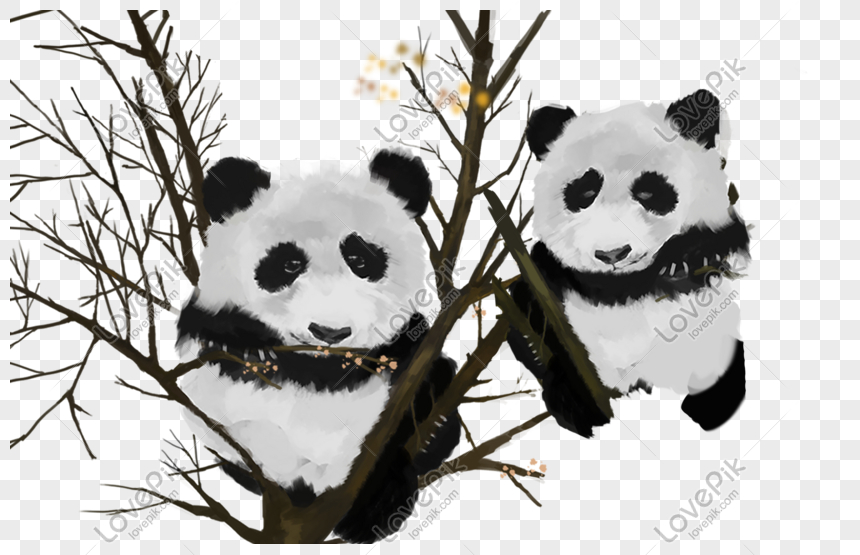 Detail Gambar Panda Hitam Putih Lucu Nomer 40