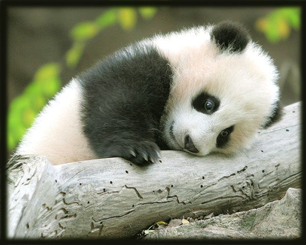 Detail Gambar Panda Imut Nomer 2