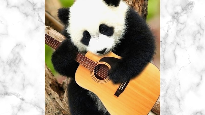 Detail Gambar Panda Imut Nomer 18