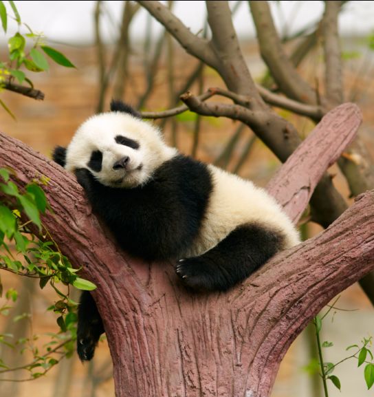 Detail Gambar Panda Imut Nomer 26