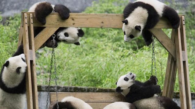Detail Gambar Panda Imut Nomer 29