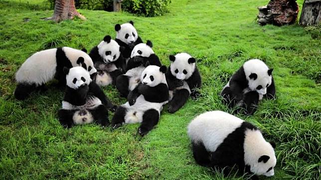 Detail Gambar Panda Imut Nomer 38